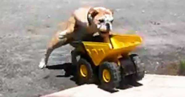 Cute Bulldog Jumping Toy Truck 1