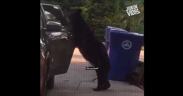 intelligent bear car open door 2