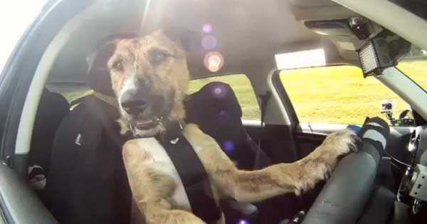 Dog Driving Training 1