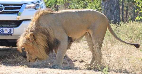 Come Close To An Angry Lion 2