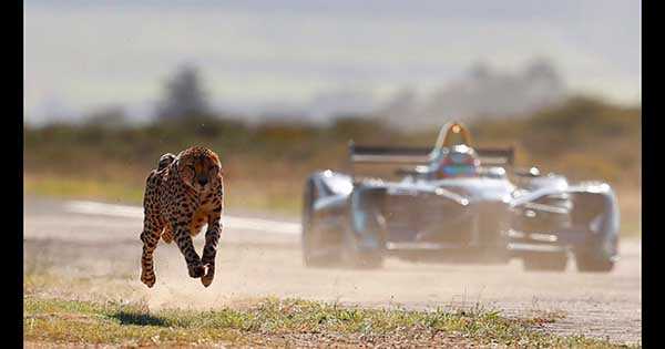 Cheetah vs Formula E Race Car 1