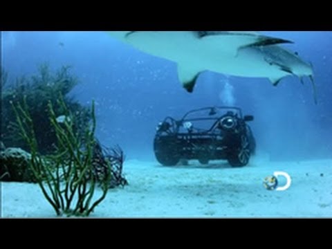 VW Beetle Convertible shark