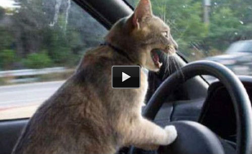Drift Cat