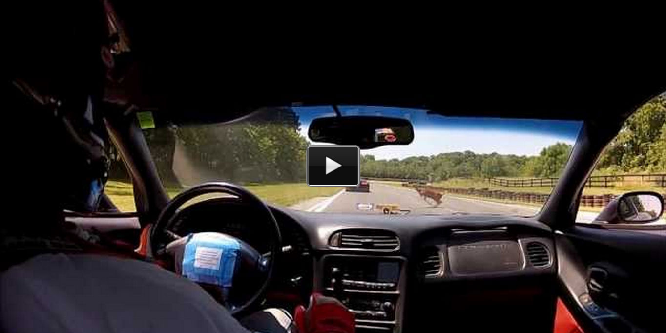 Deer Hit By Car corvette