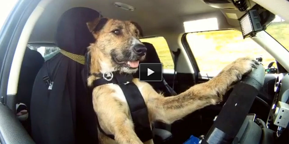 Dog Driving car porter