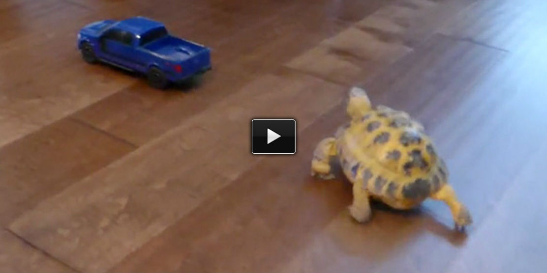 Turtle vs Truck