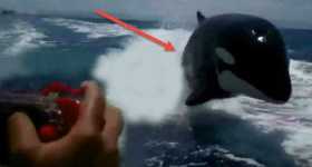orca whales chase speed boat 1