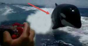 orca whales chase speed boat 1