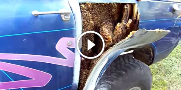 Billions of Bees Have Found A Home In An International Harvester Scout! That Is A Really Huge Beehive!