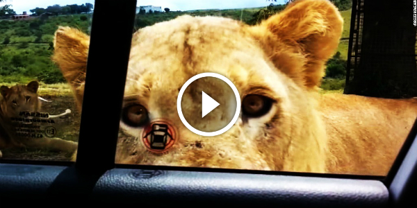 “OMG!!!! LOCK THE DOORS! I DIDN’T KNOW IT CAN DO THAT!”!!! LION OPENS CAR DOOR By Itself!!! SHOCKING VIDEO! 11