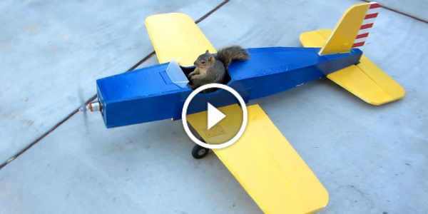 FLY SQUIRREL FLY HOW Is This Even POSSIBLE! A SQUIRREL FLIES A MODEL AIRPLANE! MUST SEE!2