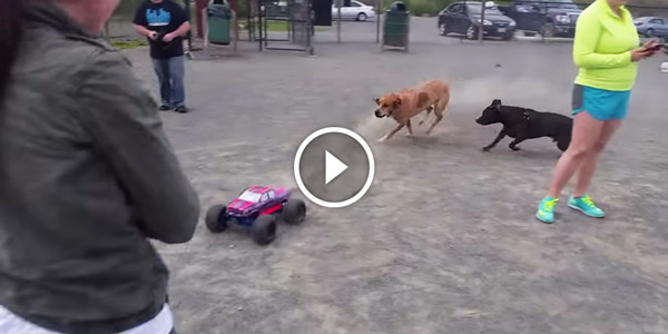 RC Monster Truck at the Dog Park