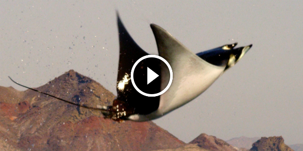 MOBULA RAYS FLYING SHARK Does Magnificent LEAPS Above The Water 12