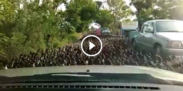 MASSIVE 100000 DUCK STAMPEDE In Thailand 25