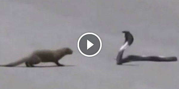 MONGOOSE vs COBRA Road Fight 41