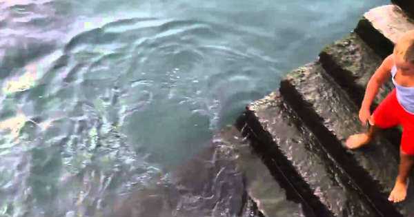 Manta ray Fish Kid Play 1