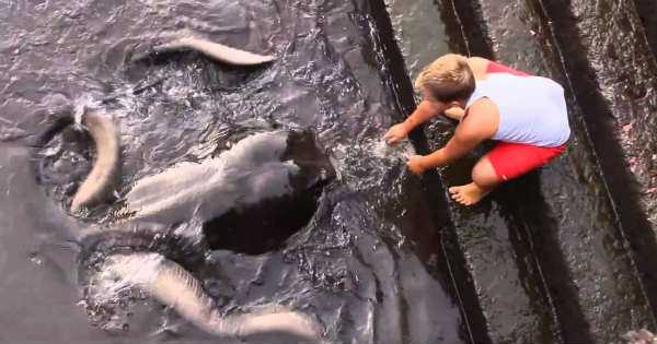 Manta ray Fish Kid Play 2