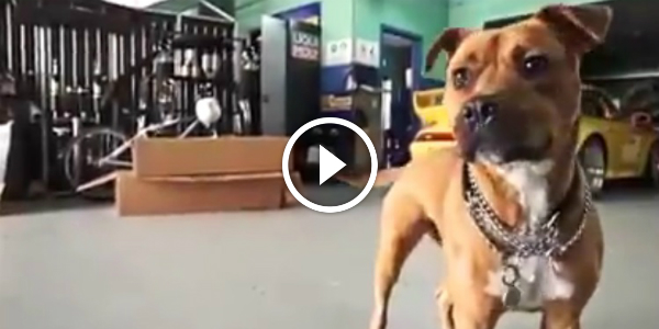 Dog Power This DOG Has ANTILAG 15