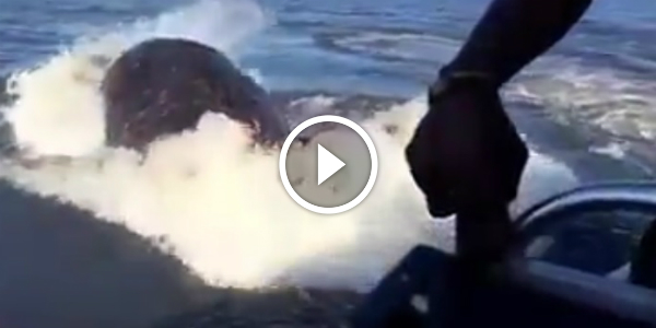 Unexpected HUGE CREATURE Came Out Of The Water 72