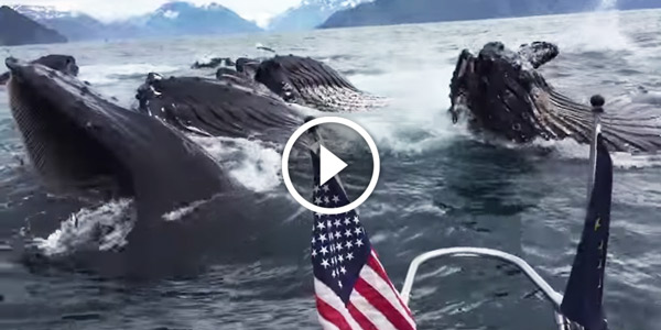 Humpback Whales Feeding