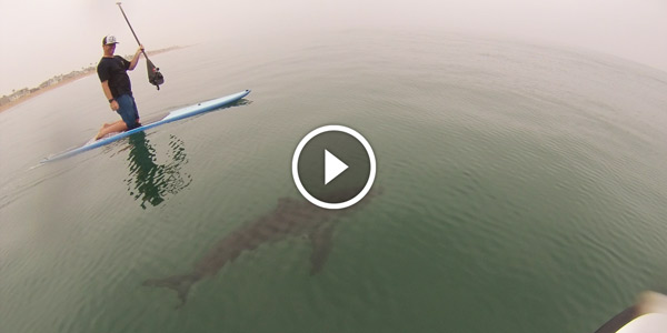 GREAT WHITE SHARKS SURFING