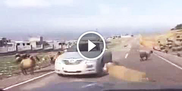 What do you get when you cross a Camry with a ORIGINAL RAM