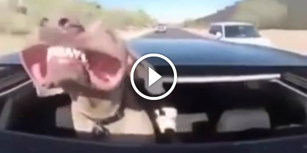 Witty Dog Knows How To Freshen Itself During The Summer Heat rollin hatin 241