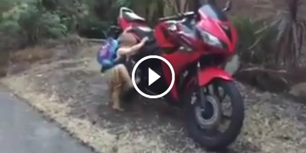 Young biker Is This The Youngest Gearhead Biker Ever He Knows How To Make His Dad Proud! 41