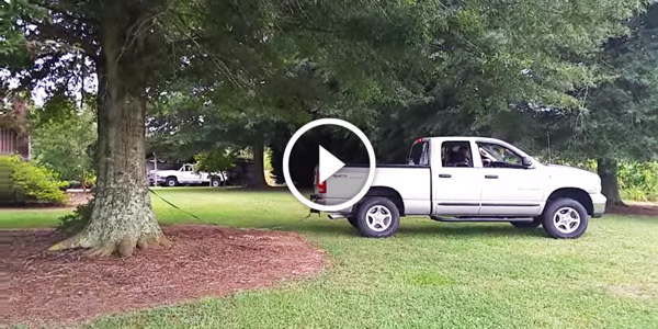 PULLING POWER Truck vs Tree
