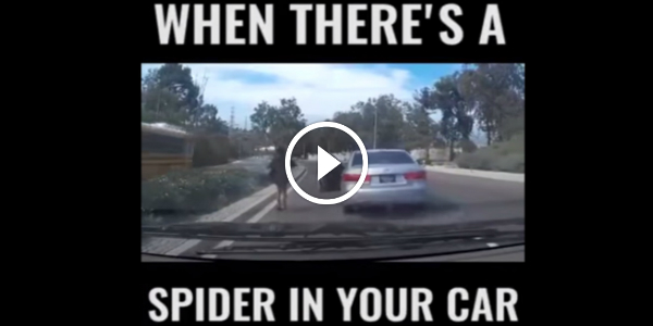 Crazy Lady Leaves Her Car While In Motion & Walks Like Nothing Happened! Was There A SPIDER INSIDE 43