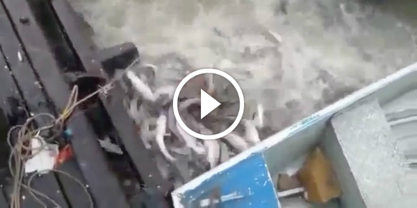 FEEDING pirahnas FRENZY At A River In Brazil Feed These PIRANHA 154