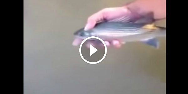 FISH WHISPERER! This Guy Has An Unimaginable BOND With His PET FISH 2