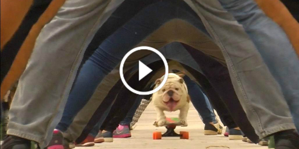 OTTO The BULLDOG World Record skate LONGEST HUMAN TUNNEL 22