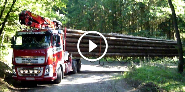 VOLVO FH 16 600 Carries Extremely Long & Heavy Tree Trunks Without A Problem 14