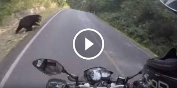 Biker Crosses Paths With Small Bear 1 play