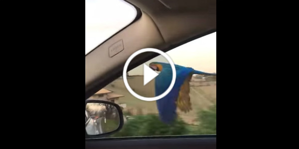 Colorful Parrot Following A Car 42