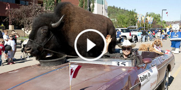 bailey riding buffalo pontiac 3 TN