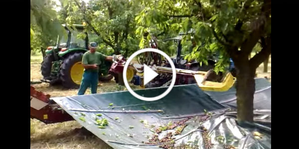 Harvesting Cherries 1 play