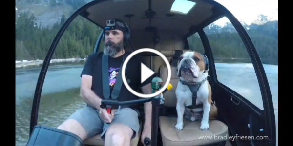 Bentley Bulldog Dog Best Life 11