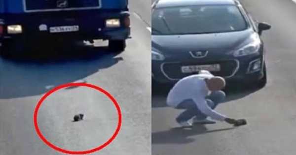 Cat Saver Stops Traffic Russia Save Kitten 1