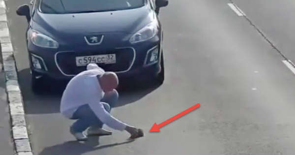 Cat Saver Stops Traffic Russia Save Kitten 2