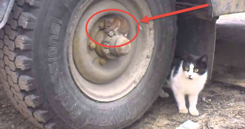 Real Life TOM & JERRY! The Cat Can’t See The Mouse! CAT vs MOUSE
