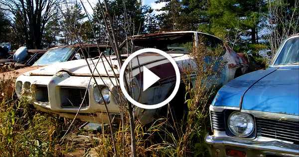 Classic Muscle Cars Left To Rod in a Junkyard 2