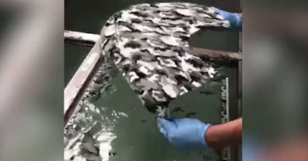 Cool Designs Hydro Dipping 1