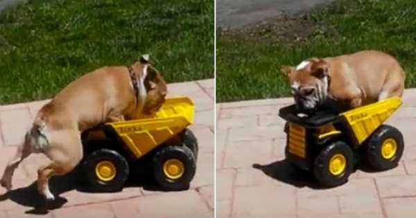 Cute Bulldog Jumping Toy Truck 2