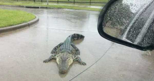 Hurricane Harvey Warning Beware of Alligators 2