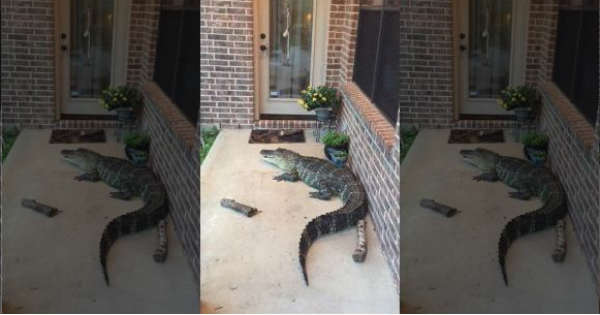 Hurricane Harvey Warning Beware of Alligators 3