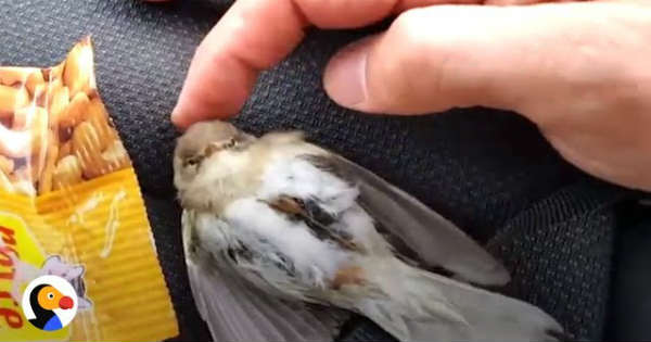Little bird RESCUED Trapped Car Roof 30 Miles 1
