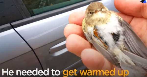 Little bird RESCUED Trapped Car Roof 30 Miles 2