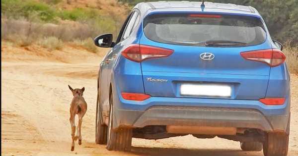 Wildebeest Calf thinks this Hyundai Tucson mother herd runs 1
